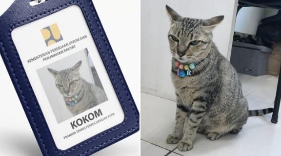 Wih! Pak Bas Angkat Kucing Ini Jadi Pegawai Kementerian PUPR : e-Kompas ...